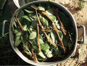 Ayahuasca