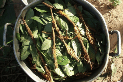 ayahuasca