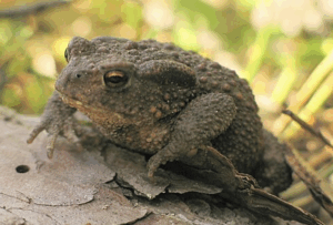 Bufo bufo